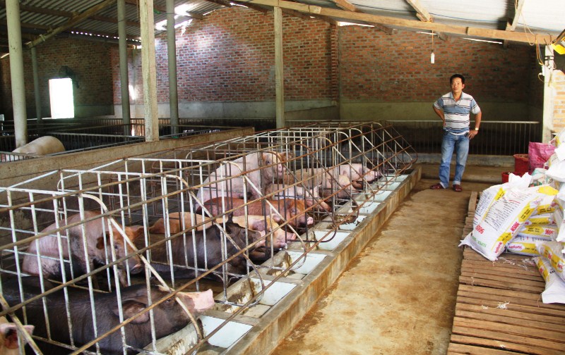 Bình Định: Xây dựng khẩn cấp những ki ốt bán thịt heo “cứu” người chăn nuôi
